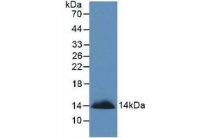 Detection of Recombinant SEMA3A, Human using Monoclonal Antibody to Semaphorin 3A (SEMA3A)