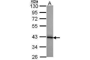 WB Image Sample (30 ug of whole cell lysate) A: A431 , 10% SDS PAGE DNAJB2 antibody antibody diluted at 1:1000 (DNAJB2 antibody  (Center))