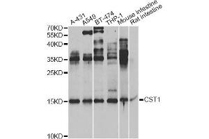 Western blot analysis of extracts of various cell lines, using CST1 Antibody.