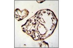 Immunohistochemistry analysis in formalin fixed and paraffin embedded human placenta tissue reacted with PM20D2 Antibody (C-term) followed which was peroxidase conjugated to the secondary antibody and followed by DAB staining. (PM20D2 antibody  (C-Term))