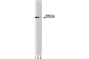Western blot analysis of Nup88 on a HeLa cell lysate (Human cervical epitheloid carcinoma, ATCC CCL-2. (NUP88 antibody  (AA 314-425))