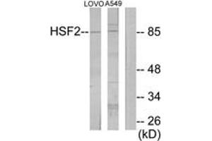 Western blot analysis of extracts from LOVO/A549 cells, using HSF2 Antibody. (HSF2 antibody  (AA 401-450))