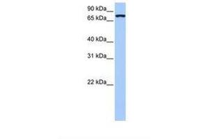 Image no. 1 for anti-Neuroligin 4 (NLGN4) (AA 506-555) antibody (ABIN6738576) (Neuroligin 4 antibody  (AA 506-555))