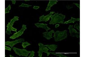 Immunofluorescence of monoclonal antibody to RASA1 on HeLa cell. (RASA1 antibody  (AA 948-1047))