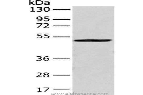 CRTAM antibody