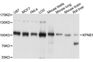 Western blot analysis of extracts of various cell lines, using KPNB1 antibody. (KPNB1 antibody)