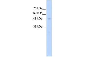 WB Suggested Anti-RAD23A Antibody Titration:  2. (RAD23A antibody  (Middle Region))