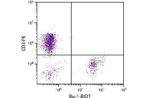 Chicken peripheral blood lymphocytes were stained with Mouse Anti-Chicken Bu-1-BIOT. (Bu-1 antibody  (Biotin))