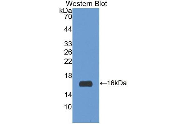 IRS3 antibody  (AA 1-110)