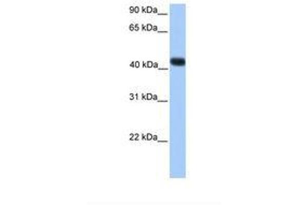 SSBP4 antibody  (C-Term)
