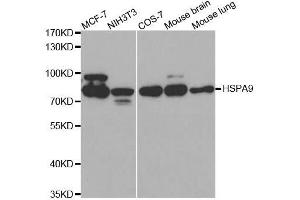 Western blot analysis of extracts of various cell lines, using HSPA9 antibody.