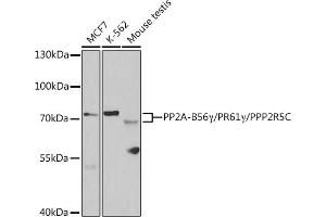 Western blot analysis of extracts of various cell lines, using PP2A-B56γ/PR61γ/PP2A-B56γ/PR61γ/PPP2R5C antibody (ABIN6132514, ABIN6146095, ABIN6146096 and ABIN6221146) at 1:1000 dilution. (PPP2R5C antibody  (AA 1-320))
