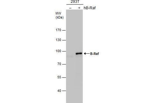 SNRPE antibody  (Internal Region)