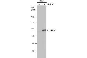 WB Image B-Raf antibody [N2C1], Internal detects B-Raf protein by western blot analysis. (SNRPE antibody  (Internal Region))