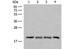SEC11A antibody