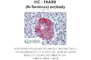 Image no. 2 for anti-Trace Amine Associated Receptor 8 (TAAR8) (Extracellular Domain), (N-Term) antibody (ABIN1739867) (Trace Amine Associated Receptor 8 (TAAR8) (Extracellular Domain), (N-Term) antibody)