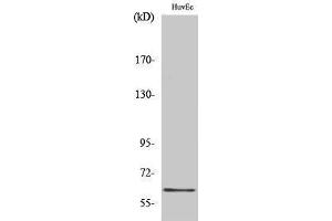 Western Blotting (WB) image for anti-Growth Factor Receptor-Bound Protein 14 (GRB14) (Internal Region) antibody (ABIN3175414) (GRB14 antibody  (Internal Region))