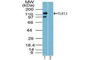 Image no. 1 for anti-Toll-Like Receptor 13 (Tlr13) (AA 800-850) antibody (ABIN960375)