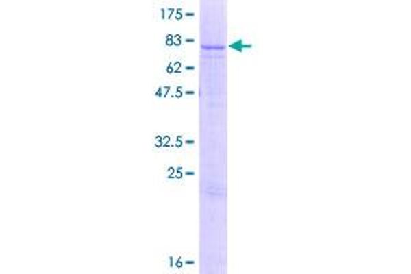 ATP5A1 Protein (AA 1-553) (GST tag)