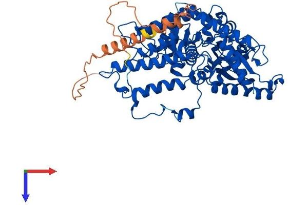 GAD Protein (AA 1-593) (His tag)