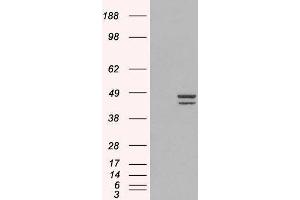 Western Blotting (WB) image for Interferon Regulatory Factor 2 (IRF2) peptide (ABIN370232) (Interferon Regulatory Factor 2 (IRF2) Peptide)