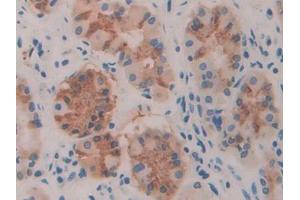 IHC-P analysis of Human Stomach Tissue, with DAB staining. (TLR3 antibody  (AA 574-713))