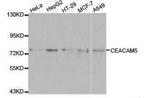 Western Blotting (WB) image for anti-Carcinoembryonic Antigen-Related Cell Adhesion Molecule 5 (CEACAM5) antibody (ABIN1871784) (CEACAM5 antibody)