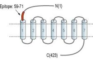 Representative domain view of the target of ABIN7884996.