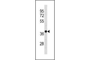 Mouse Camk1d Antibody (N-term) (ABIN1881135 and ABIN2843273) western blot analysis in 293 cell line lysates (35 μg/lane). (CAMK1D antibody  (N-Term))