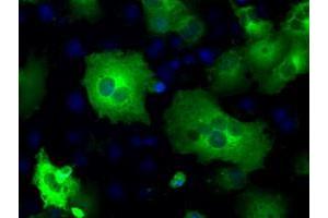 Anti-PDE10A mouse monoclonal antibody (ABIN2453429) immunofluorescent staining of COS7 cells transiently transfected by pCMV6-ENTRY PDE10A (RC211181). (PDE10A antibody)