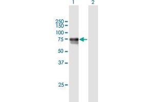 Western Blot analysis of DBH expression in transfected 293T cell line by DBH MaxPab polyclonal antibody. (DBH antibody  (AA 1-603))