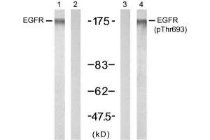 Western blot analysis of extracts from A431 cells untreated or treated with EGF (200ng/ml, 5min), using EGFR (Ab-693) antibody (E021194, Lane 1 and 2) and EGFR (phospho-Thr693) antibody (E011187, Lane 3 and 4). (EGFR antibody)