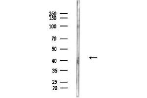 anti-p38-gamma/delta (Internal Region) antibody