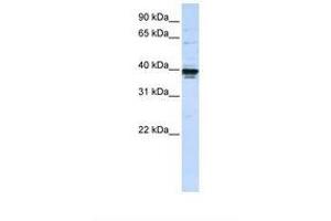 ETV3L antibody  (AA 252-301)