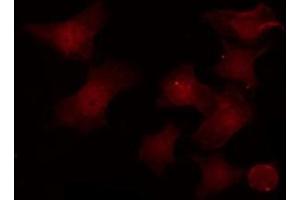 ABIN6276816 staining HeLa by IF/ICC. (POU2F1 antibody  (Internal Region))