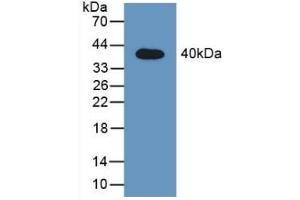 Western blot analysis of recombinant Rat STAT2. (STAT2 antibody  (AA 587-838))