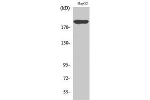Western Blotting (WB) image for anti-Platelet Derived Growth Factor Receptor alpha (PDGFRA) (C-Term) antibody (ABIN3186367) (PDGFRA antibody  (C-Term))