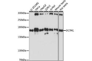 Western blot analysis of extracts of various cell lines, using DCTN1 antibody (ABIN3022541, ABIN3022542, ABIN3022543 and ABIN6218891) at 1:1000 dilution. (Dynactin 1 antibody  (AA 945-1139))