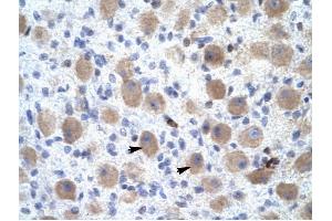 OR13C9 antibody was used for immunohistochemistry at a concentration of 4-8 ug/ml to stain Neural cells (arrows) in Human Brain. (OR13C9 antibody  (Middle Region))