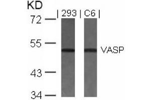 Image no. 2 for anti-Vasodilator-Stimulated phosphoprotein (VASP) (Ser157) antibody (ABIN197437) (VASP antibody  (Ser157))