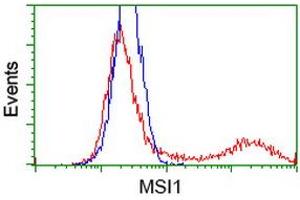 HEK293T cells transfected with either RC215992 overexpress plasmid (Red) or empty vector control plasmid (Blue) were immunostained by anti-MSI1 antibody (ABIN2454113), and then analyzed by flow cytometry. (MSI1 antibody)