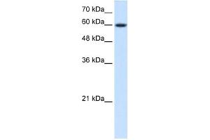 WB Suggested Anti-NR4A3 Antibody Titration:  0. (NR4A3 antibody  (Middle Region))