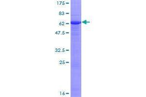 Image no. 1 for EPH Receptor A10 (EPHA10) (AA 1-295) protein (GST tag) (ABIN1352913)