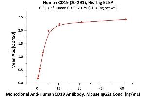 CD19 Molecule (CD19) (AA 20-291) (Active) protein (His tag)