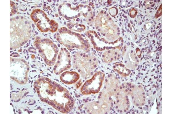 RGC32 antibody  (AA 98-137)