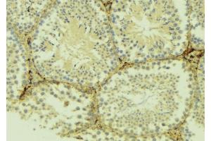 ABIN6275046 at 1/100 staining Mouse testis tissue by IHC-P. (ATG4D antibody  (C-Term))