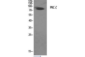 Western Blotting (WB) image for anti-Protein Kinase C, zeta (PRKCZ) (Thr560) antibody (ABIN5957396) (PKC zeta antibody  (Thr560))
