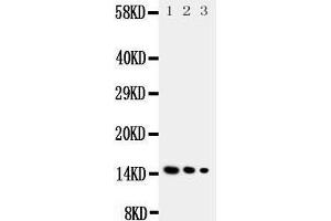 Western Blotting (WB) image for anti-Interleukin 3 (IL-3) (AA 119-140), (N-Term) antibody (ABIN3044140) (IL-3 antibody  (N-Term))