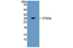 Figure. (RPL23A antibody  (AA 2-156))