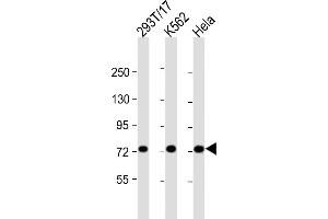All lanes : Anti-MYBL2 Antibody (C-Term) at 1:2000 dilution Lane 1: 293T/17 whole cell lysate Lane 2: K562 whole cell lysate Lane 3: Hela whole cell lysate Lysates/proteins at 20 μg per lane. (MYBL2 antibody  (AA 540-571))